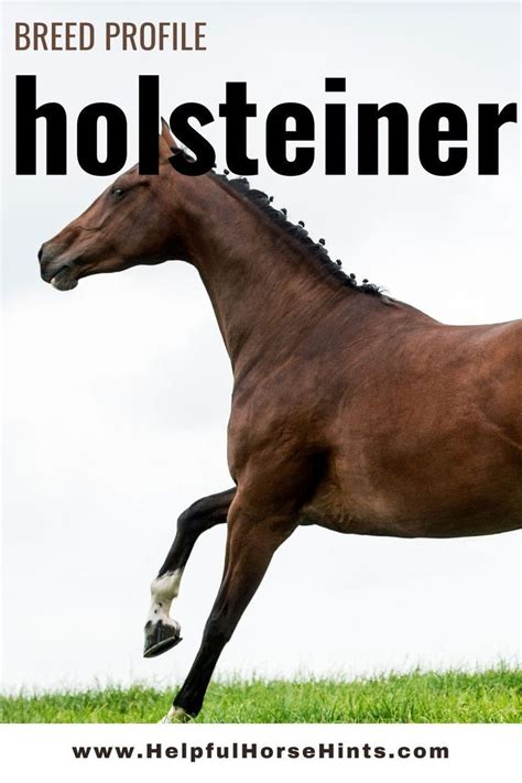 Holsteiner Horse Breed Profile - Conformation, Temperament and History | Horse breeds ...