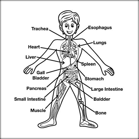 Anatomy Coloring Book Pages - Coloring Home