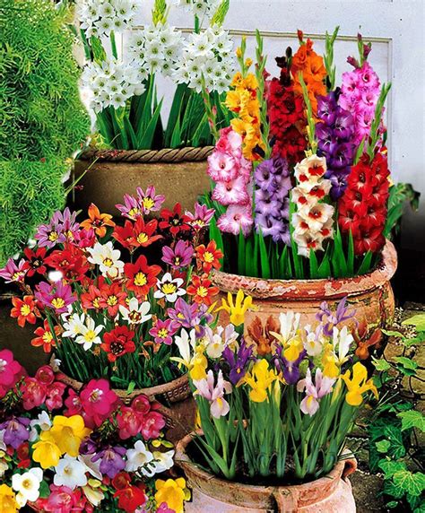 100 Summer Flowering Bulbs | Flower Bulbs from Spalding Bulb #FlowerBulbs | Summer flowering ...