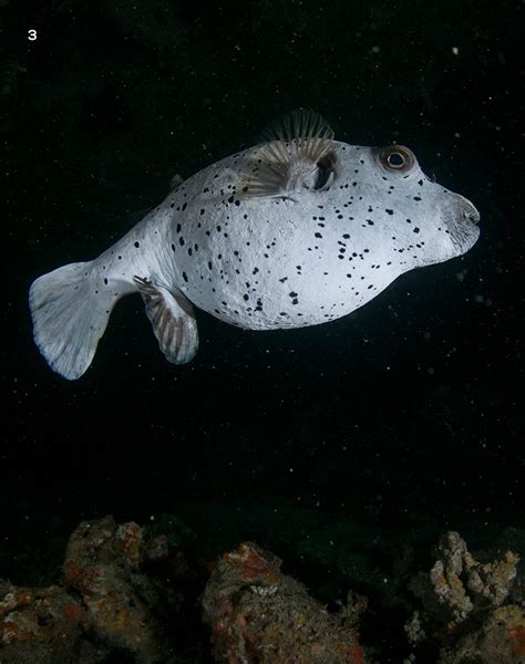 Boxfish: An Evolutionary Guide to Self-preservation | Roundglass | Sustain