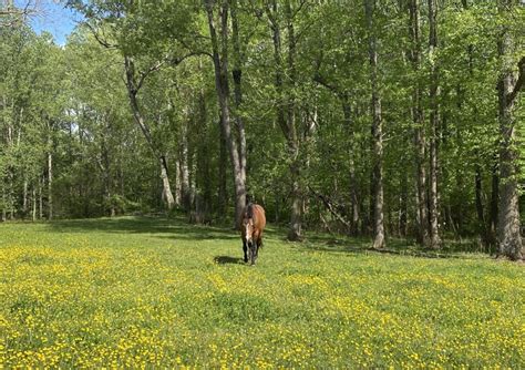 A Horse's Digestive System - Teddie Ziegler Horsemanship