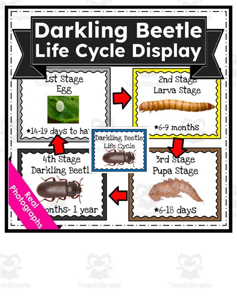 Darkling Beetle Life Cycle Anchor Chart Display by Teach Simple