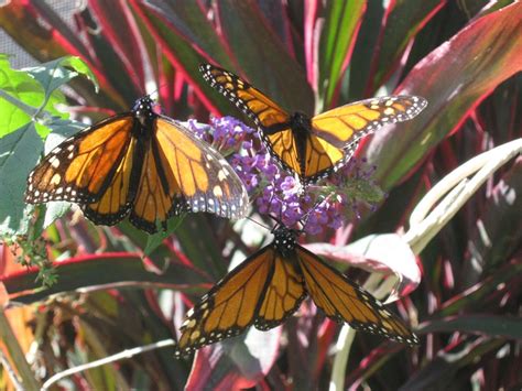 Butterflies at the Butterfly Pavilion at the LA Natural History Museum ...