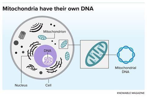 Could Mitochondria Be the Key to a Healthy Brain? | Scientific American