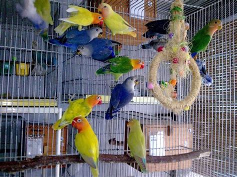 How To Take Proper Care Of Your Love Birds : Pet Like That | Blog