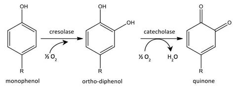 Hydroxylation and oxidation reactions catalyzed by Polyphenol Oxidase... | Download Scientific ...