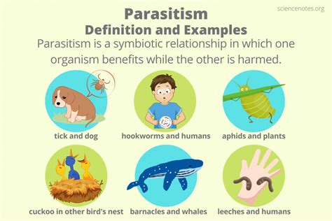 Parasitism Definition and Examples