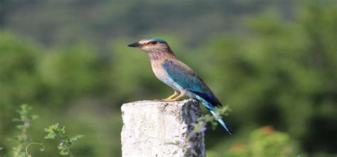 Telangana bird cries for attention