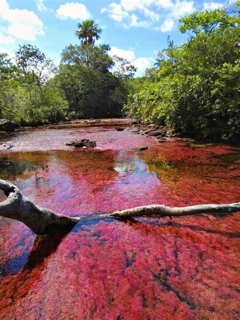 Caño Cristales, Interesting facts. 2022