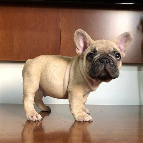 Cute French Bulldog puppy | French bulldog puppies, Baby animals, Cute dogs