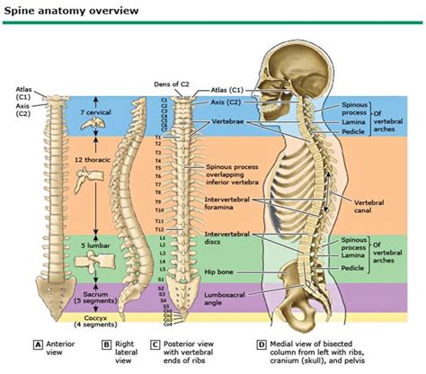 Spinal Anatomy & Images Mount Sinai West Spine Care NYC