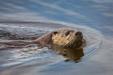 River Otter Swimming Free Stock Photo - Public Domain Pictures