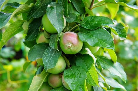 How to Grow Columnar Fruit Trees - Minneopa Orchards