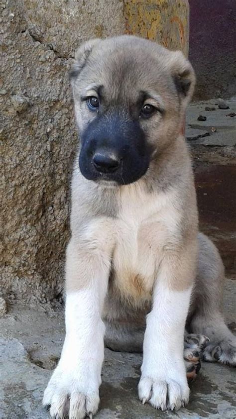 Pin by KangalTV on Kangal yavruları - Anatolia shepherd puppy | Kangal ...