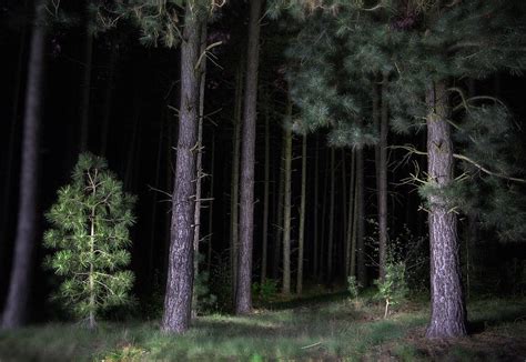 Pine Tree Forest At Night Photograph by Dirk Ercken