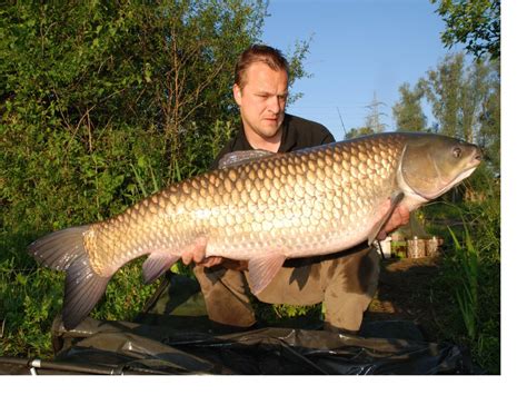 Big Fishes of the World: GRASS CARP (Ctenopharyngodon idella)