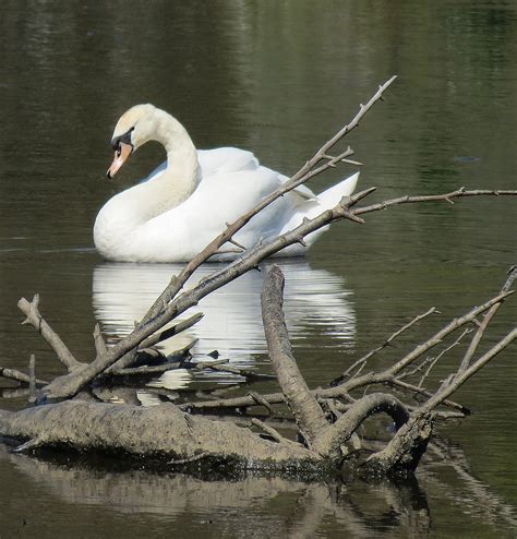 White swan | Comments most welcome | david pacey | Flickr