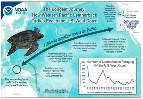 Pacific Leatherback Turtles off the West Coast Disappearing, New Survey ...