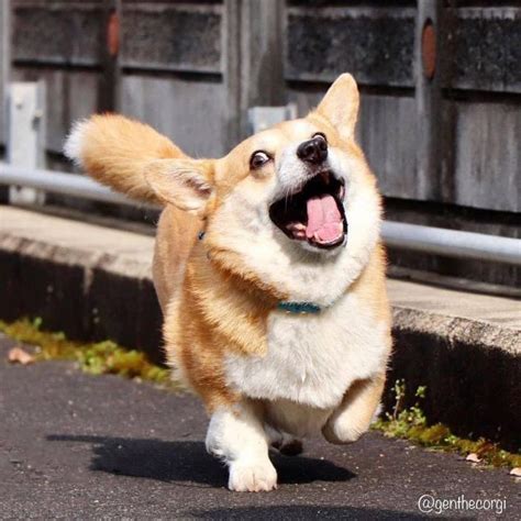 Meet Gen, A Corgi From Japan Whose Facial Expressions Can Instantly ...