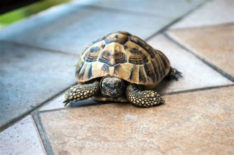 Turtle Shell Rot: Symptoms, Causes & Treatments