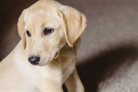 Female Yellow Lab Puppy- Placed – Puppy Steps Training