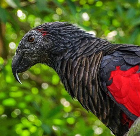 'ভয়ঙ্কর সুন্দর' এক টিয়ার প্রজাতির নাম ড্রাকুলা! মানুষের লোভে পৃথিবী থেকে মুছে যেতে বসেছে তার ...