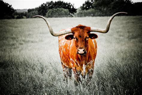 Longhorn Cattle Wallpaper - WallpaperSafari