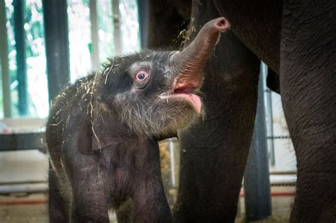 Zoo welcomes new baby elephant who survives immediate brush with death - pennlive.com