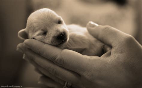 Cute Puppies :) - Puppies Wallpaper (22040942) - Fanpop - Page 2