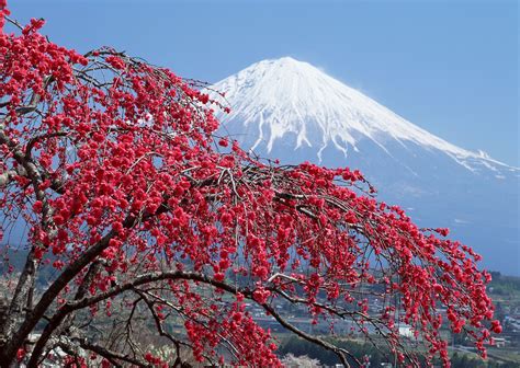 Liburan : Gunung Fujiyama