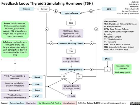 Feedback Loop: Thyroid Stimulating Hormone (TSH) | Calgary Guide