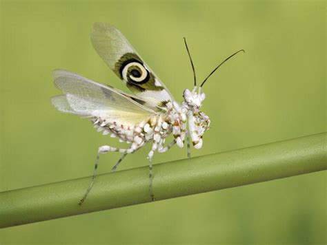 Spiny Flower Mantis Facts, Description, and Pictures