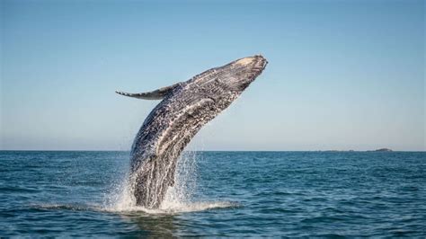 Watch a 40-Ton Whale Jump Completely Out of the Water | Mental Floss