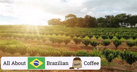 Everything About Brazil Coffee | The 6 Best Brazilian Coffee Beans