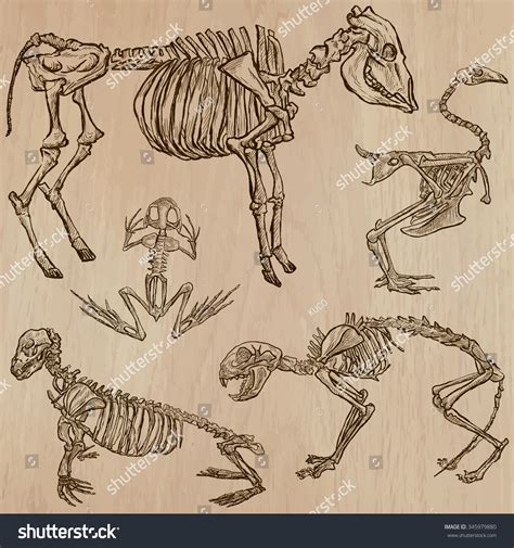 Bones, Skeletons And Skulls Of Some Animals.Collection Of An Hand Drawn Vector Illustrations ...