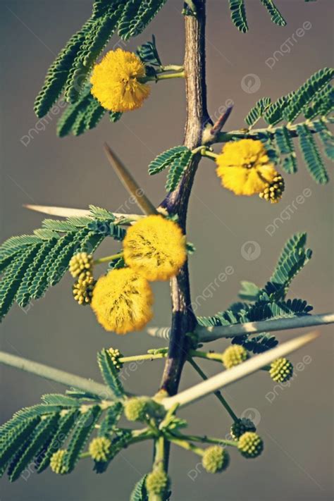 Flowers Of Vachellia Nilotica Photo Background And Picture For Free Download - Pngtree