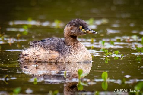 Australasian Grebe – AHP Wild