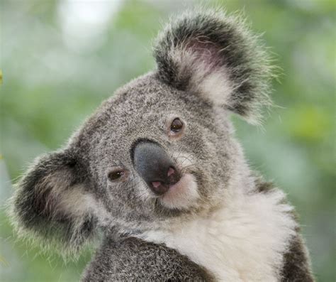 Hello Precious! =D | Koala bear, Bear, Australian fauna