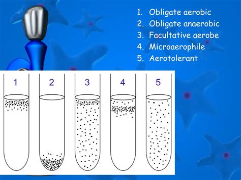 PPT - Microbiology PowerPoint Presentation, free download - ID:2222507