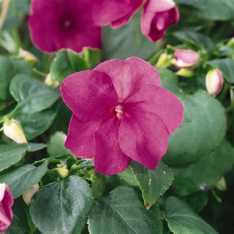 Impatiens Flower Garden Seeds - F1 Dazzler Series - Violet - 500 Seeds - Annual Flower Gardening ...