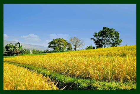 Sawah Wallpapers - Top Những Hình Ảnh Đẹp