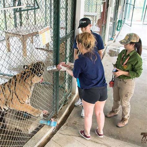 Tiger Sanctuary Thailand Chiang Mai | Phuket Dream Company