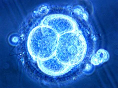 Regeneration of Brain Cells | Neurofeedback Studio