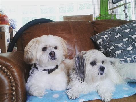 Scruffy Pups | Dog Groomers in Ringwood and Verwood