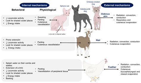 When Can Puppies Thermoregulate