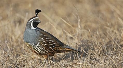 Biologists Expecting ‘Very Good’ Quail Hunting Season Due to Rebounding ...