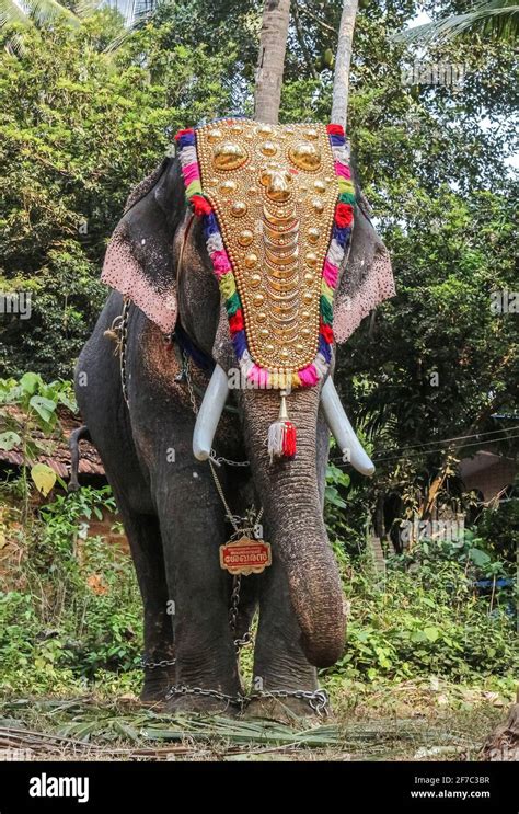 elephant in kerala temple festival Stock Photo - Alamy