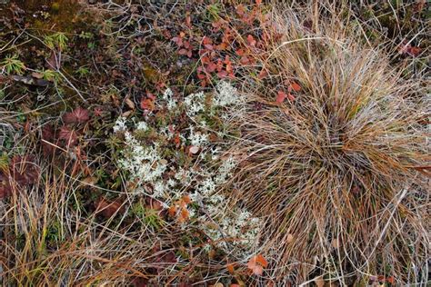 Tundra | Alaska, Tundra, Plants