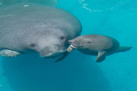 manatee | Animals, Cute baby animals, Manatee