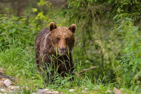 European Brown Bear Ursus Arctos Arctos in Natural Habitat. Romania ...